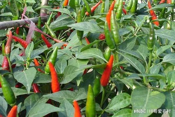 海南辣椒价格最新行情解析