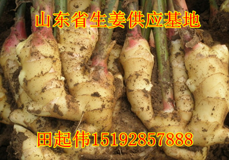 山东大姜最新价格动态与市场深度解析