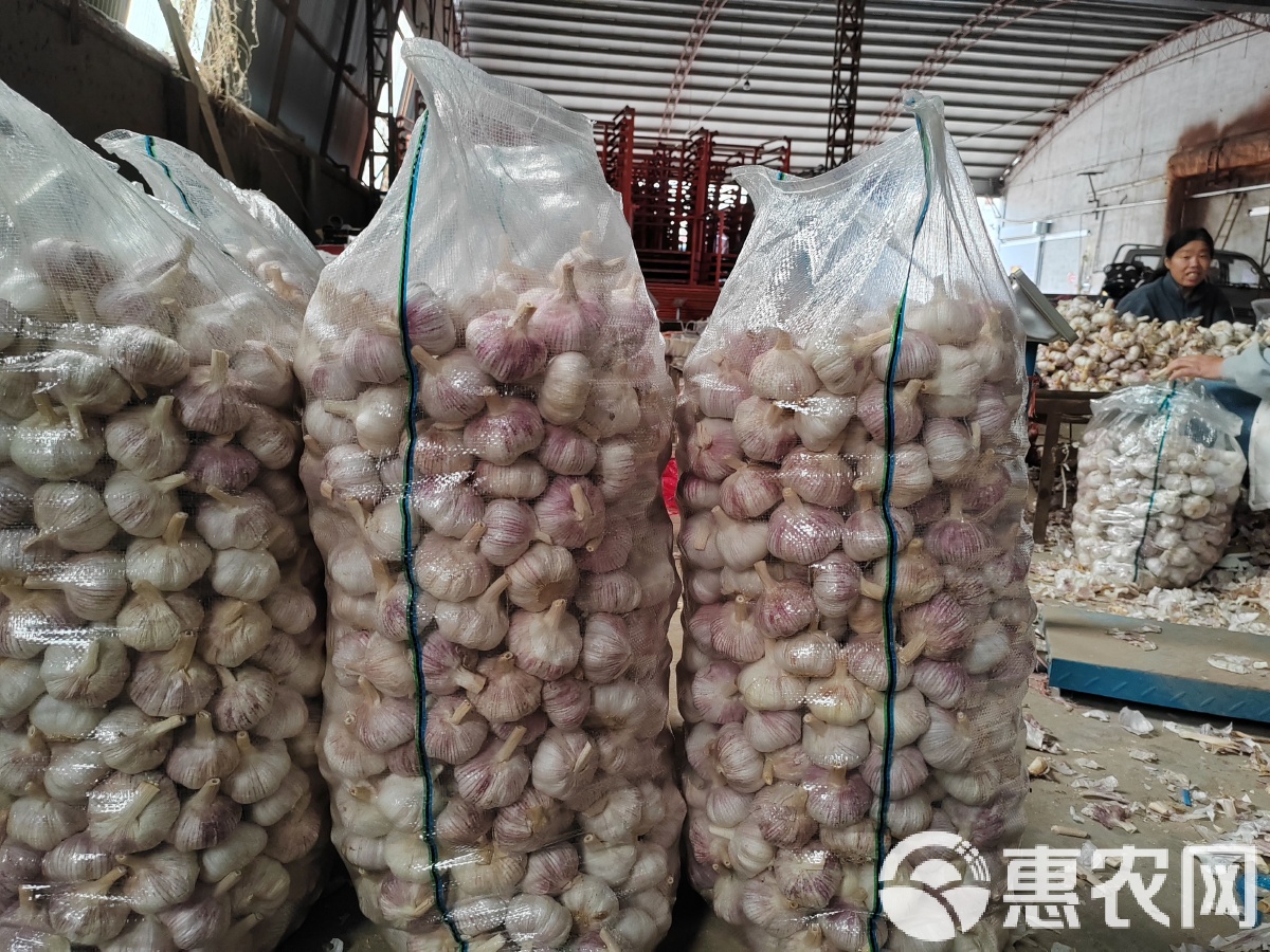 金乡大蒜价格最新动态分析